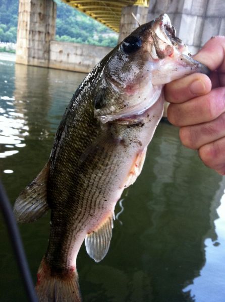 What's A Meanmouth Bass? Inquiring Minds Want To Know