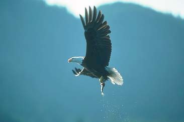 Bald-Eagle_with fish