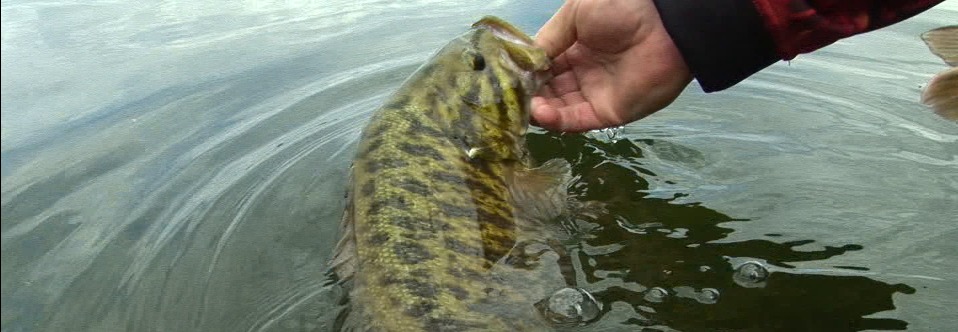 smallmouth fish release