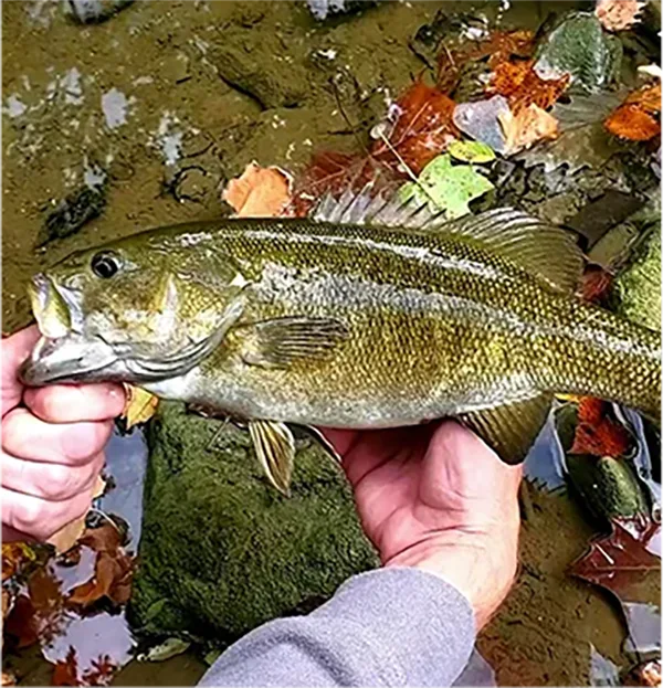 everything smallmouth fall small mouth bass