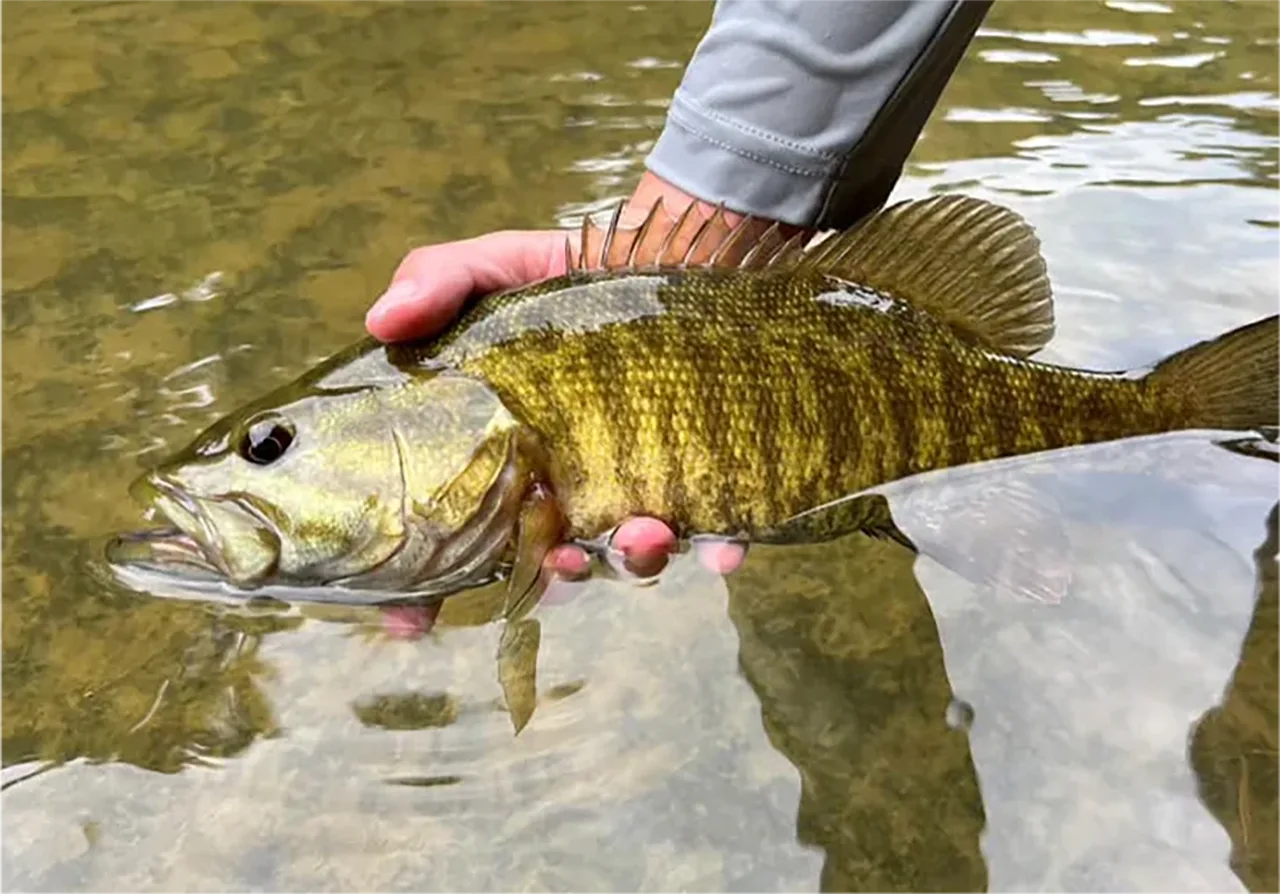 everything smallmouth river small mouth bass