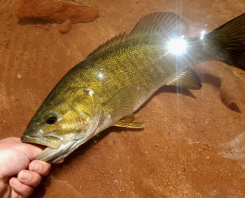 tips for smallmouth fishing with jerkbaits spinnerbaits and soft plastic swimbait tubes