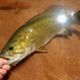 tips for smallmouth fishing with jerkbaits spinnerbaits and soft plastic swimbait tubes