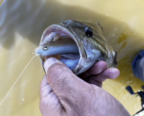 everything-smallmouth-swimbait-essentials-for-catching-winter-bass