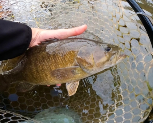 Finding Smallmouth Bass in Cold Water: The Key to Success